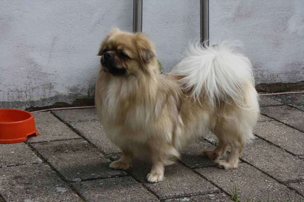 Tibetansk spaniel Nyima's Blue Impromtu - Første dag :) billede 9