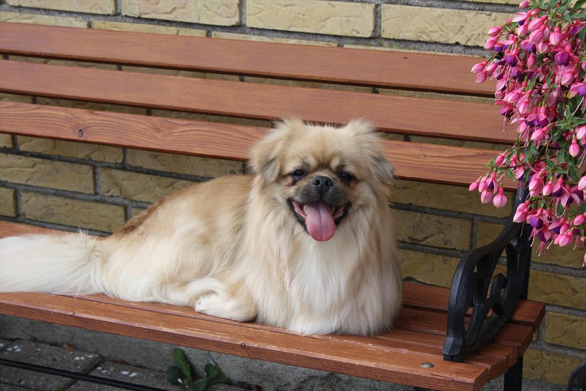 Tibetansk spaniel Nyima's Blue Impromtu billede 10