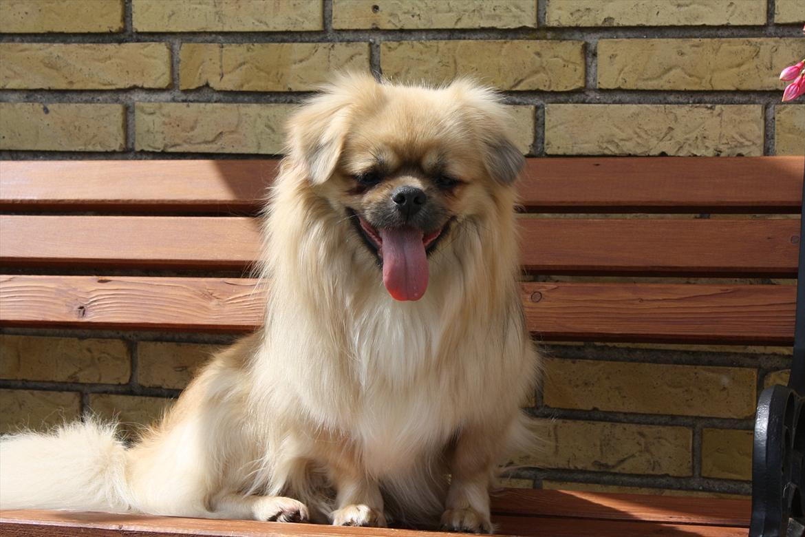 Tibetansk spaniel Nyima's Blue Impromtu billede 11