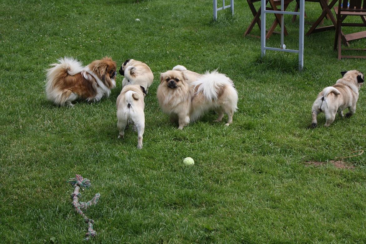 Tibetansk spaniel Nyima's Blue Impromtu - Alle mine venner :) billede 12