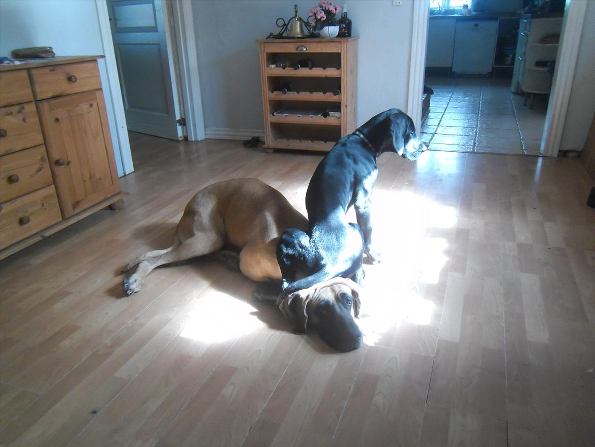 Grand danois Bonnie billede 13