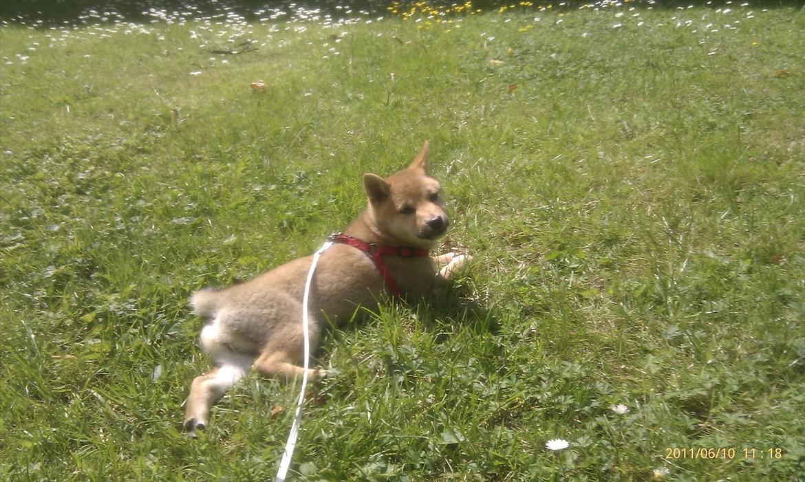 Shiba Reika (zigzag sn-Chika) billede 1