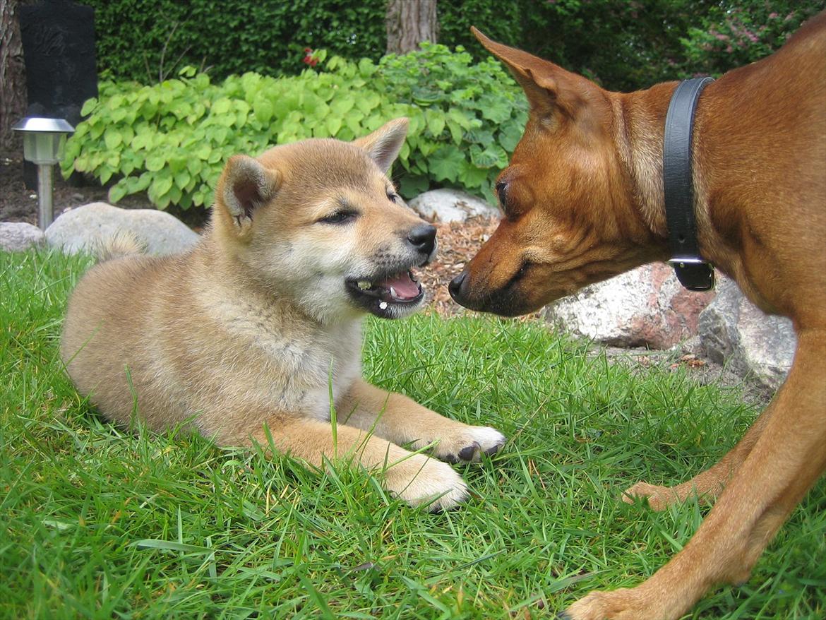 Shiba Reika (zigzag sn-Chika) billede 2