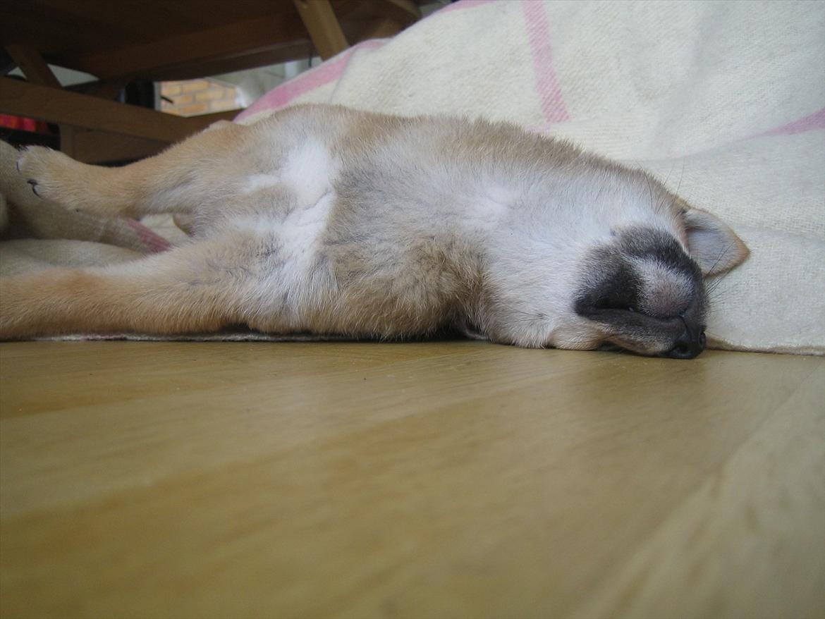 Shiba Reika (zigzag sn-Chika) billede 3