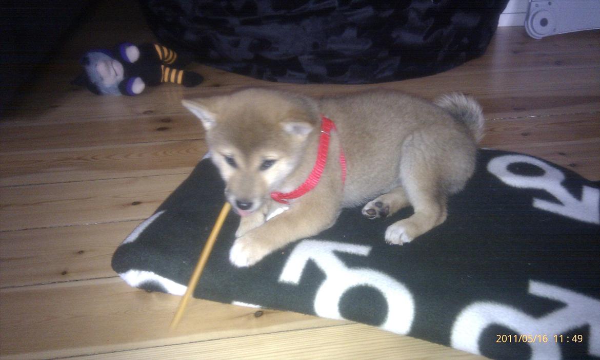 Shiba Reika (zigzag sn-Chika) billede 4