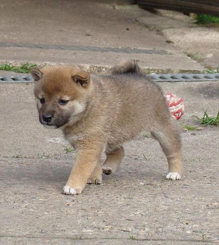 Shiba Reika (zigzag sn-Chika) billede 5