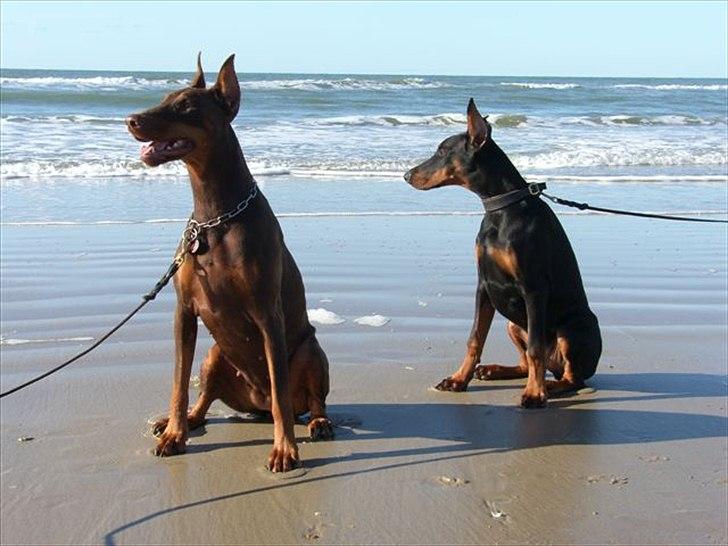 Dobermann Eria Pro Rising Star Rigga billede 13