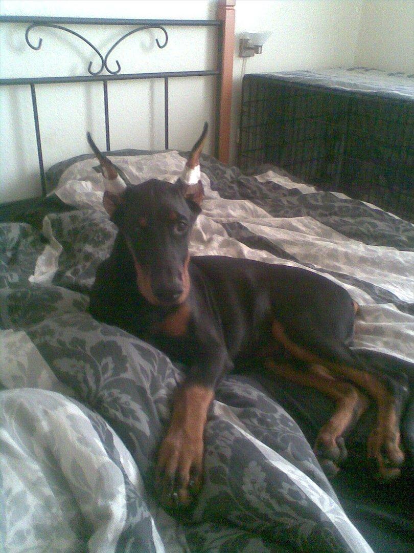 Dobermann Eria Pro Rising Star Rigga billede 15