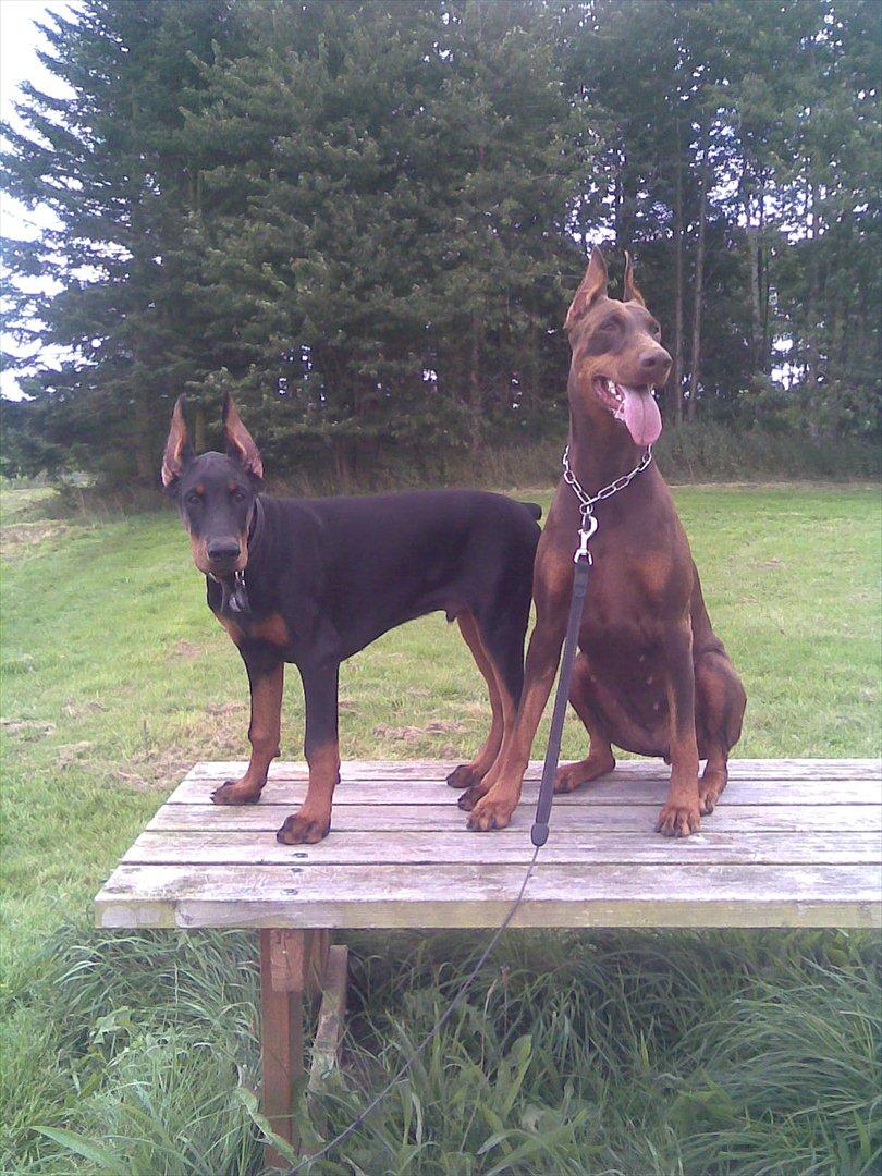 Dobermann Eria Pro Rising Star Rigga billede 16