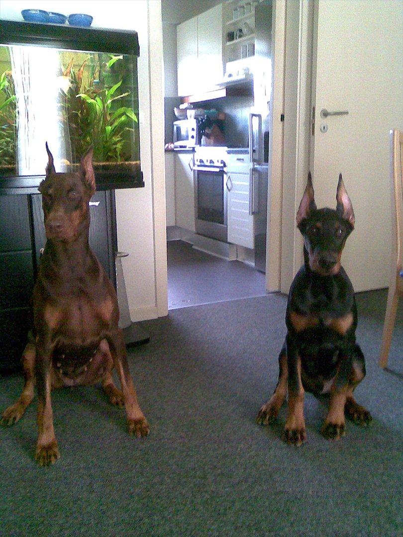 Dobermann Eria Pro Rising Star Rigga billede 17