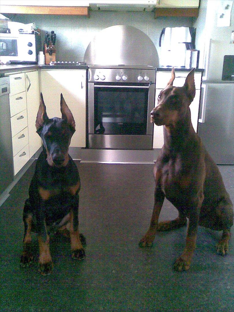 Dobermann Eria Pro Rising Star Rigga billede 18