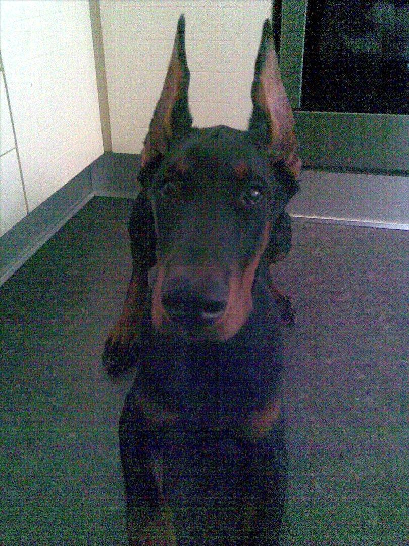 Dobermann Eria Pro Rising Star Rigga billede 19