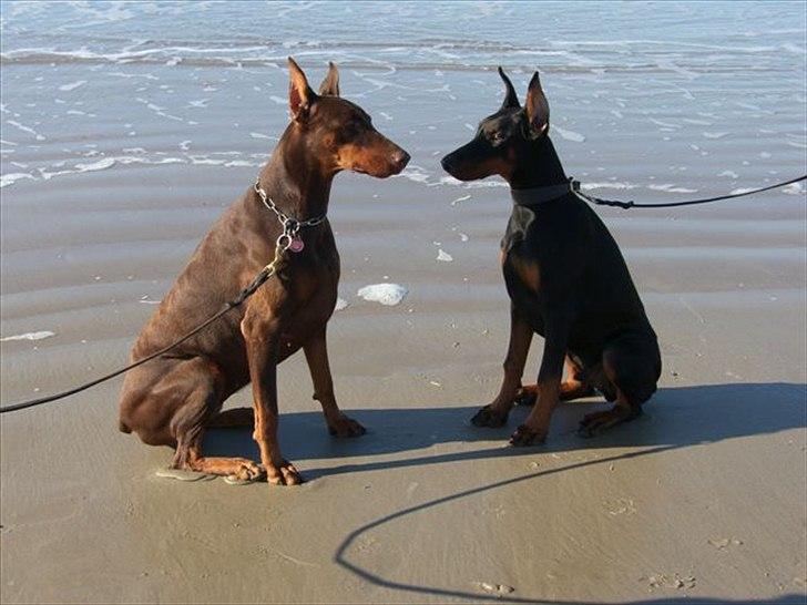 Dobermann Eria Pro Rising Star Rigga billede 20