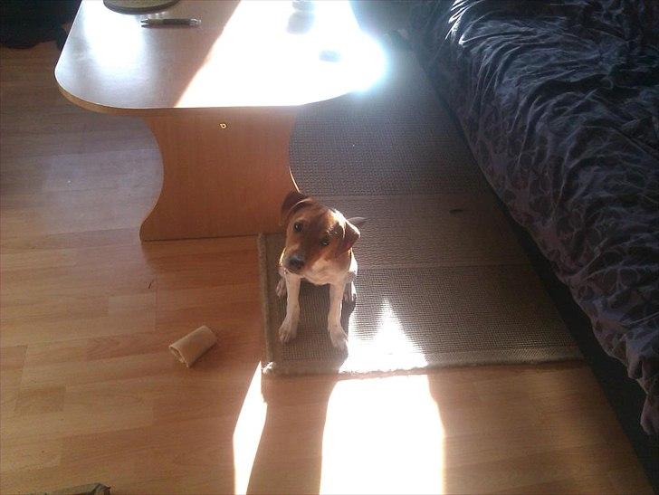 Blanding af racer Magnus billede 6