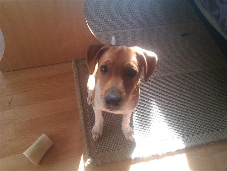 Blanding af racer Magnus - Min lille baby Magnus <3 billede 5