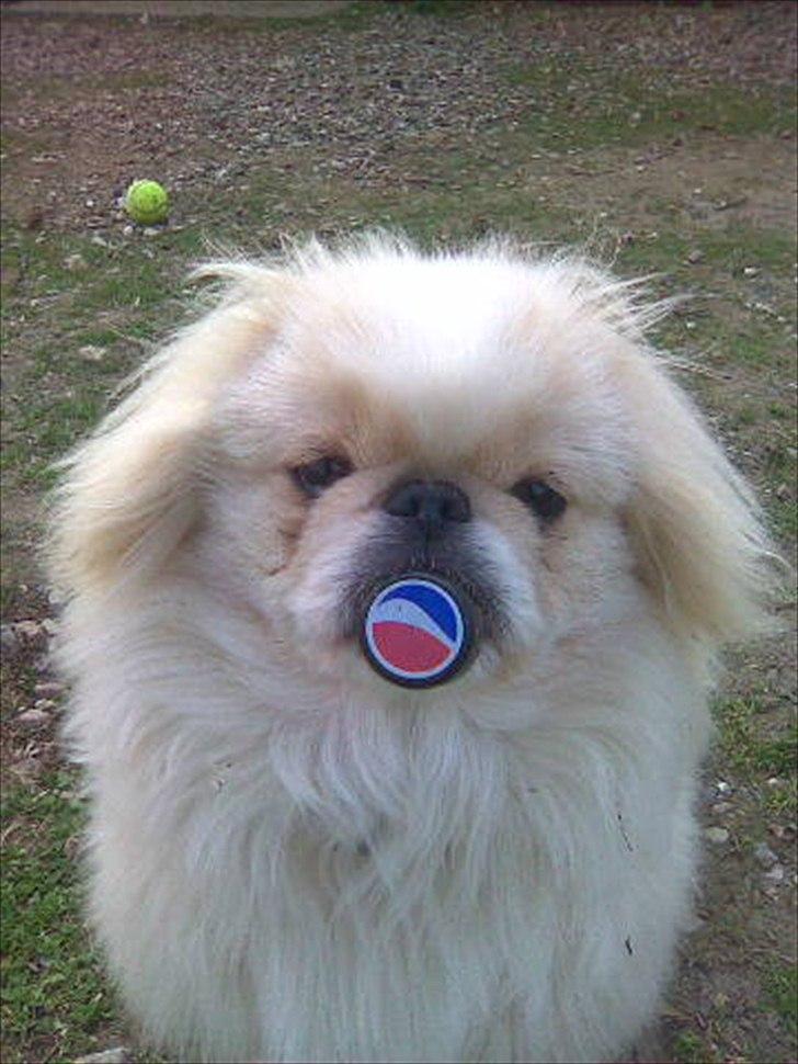 Pekingeser Charlie - Elsker at klovne.. billede 9