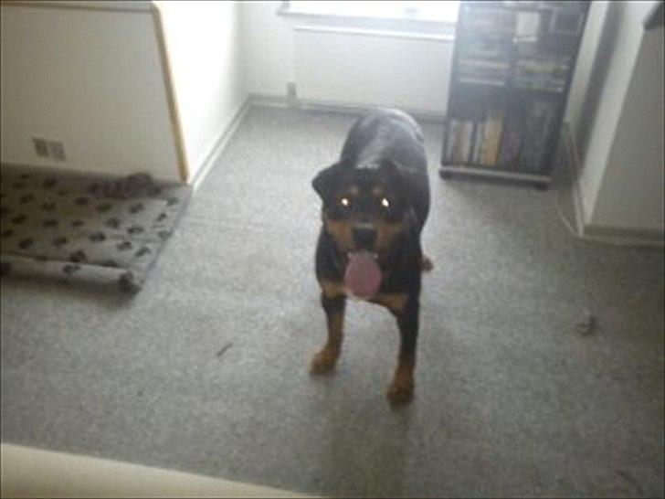 Blanding af racer Tyson *Solgt* "Du vil altid være i mit hjerte" :'( billede 3