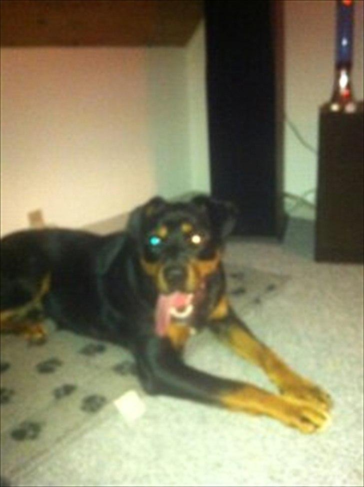 Blanding af racer Tyson *Solgt* "Du vil altid være i mit hjerte" :'( billede 4