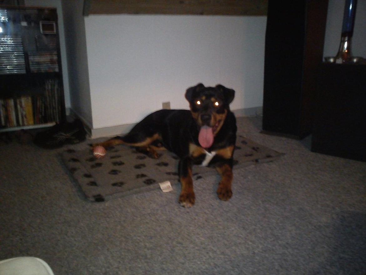 Blanding af racer Tyson *Solgt* "Du vil altid være i mit hjerte" :'( billede 6