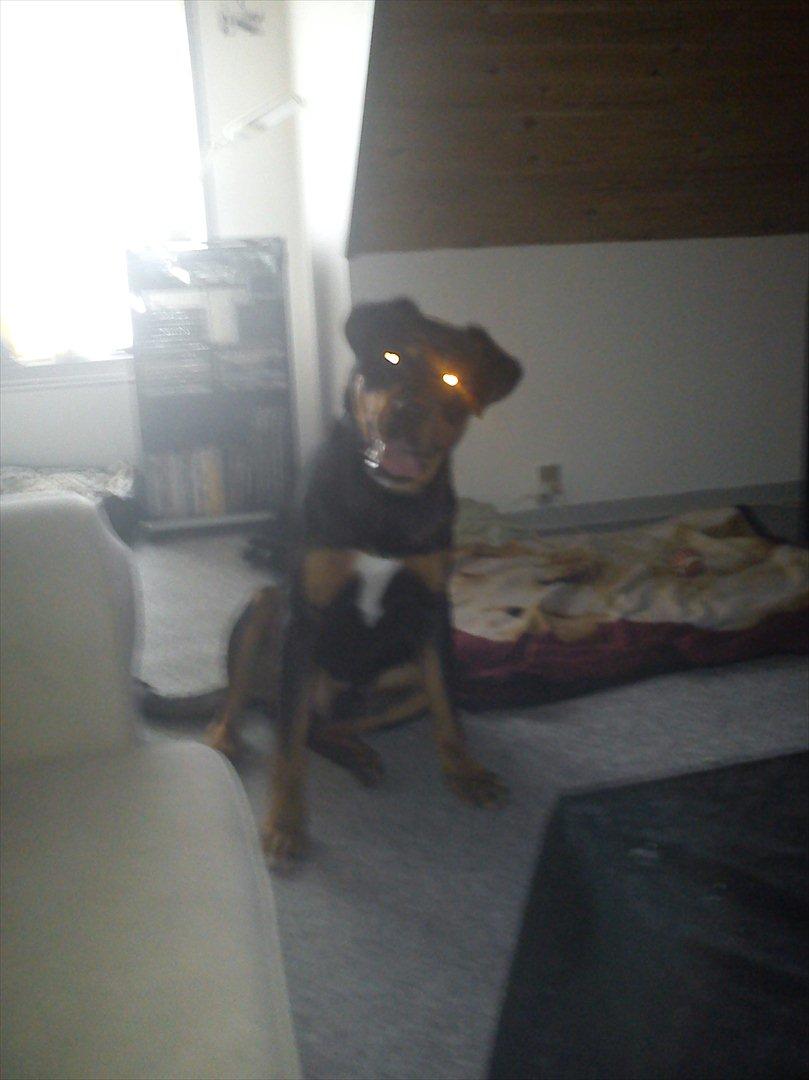 Blanding af racer Tyson *Solgt* "Du vil altid være i mit hjerte" :'( billede 7