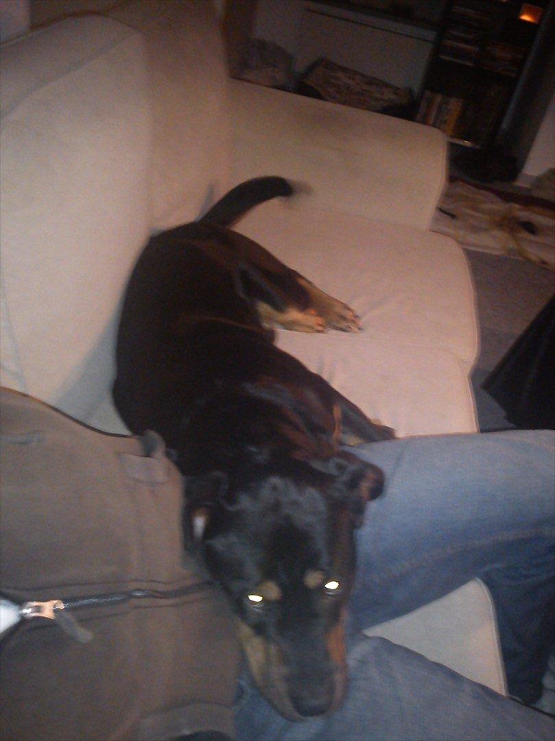 Blanding af racer Tyson *Solgt* "Du vil altid være i mit hjerte" :'( billede 8