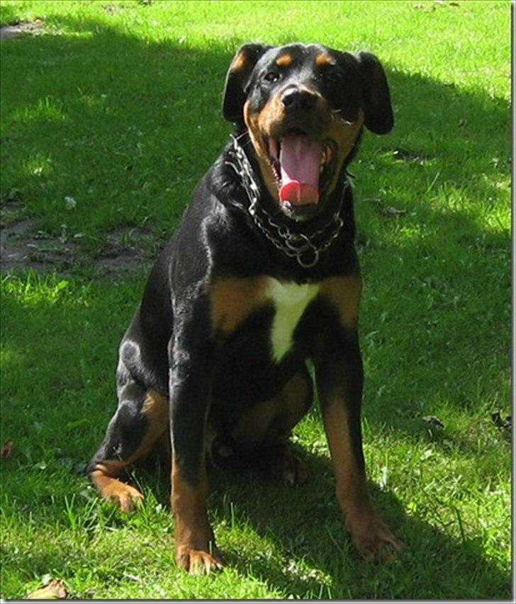 Blanding af racer Tyson *Solgt* "Du vil altid være i mit hjerte" :'( - Da jeg fik ham .  billede 18