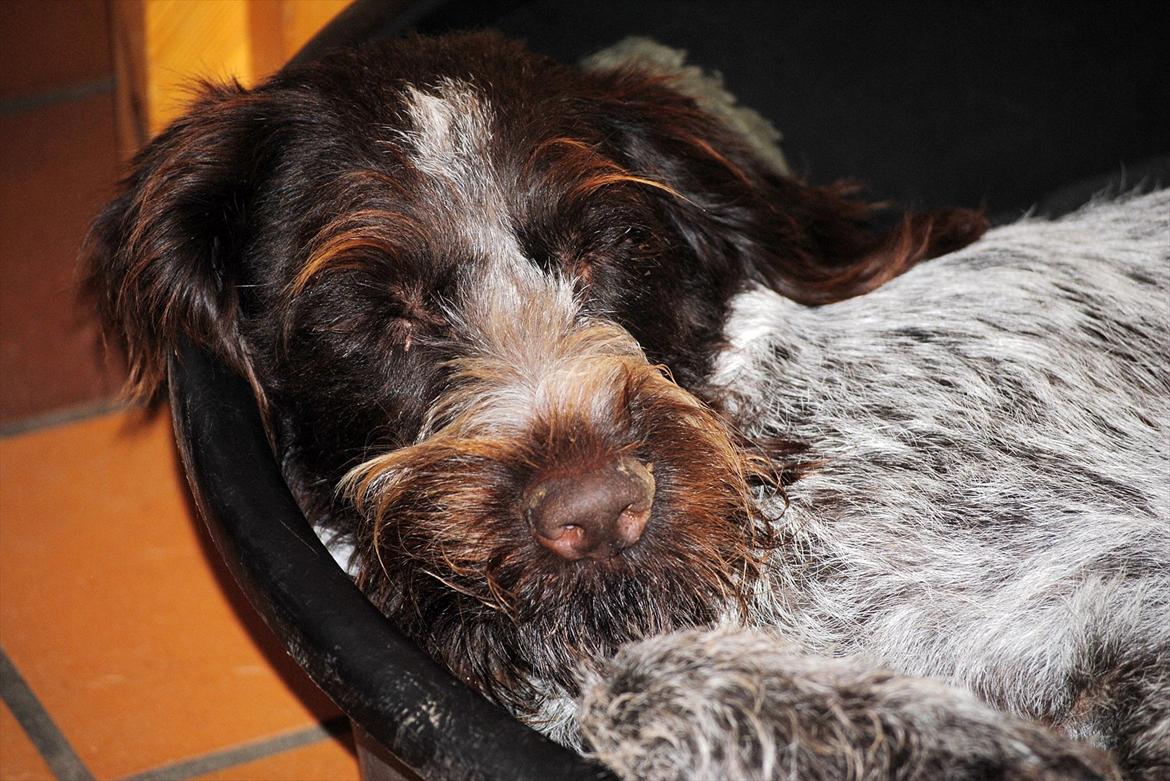 Ruhåret hønsehund Gina - Gina er faldet rigtig godt til billede 14