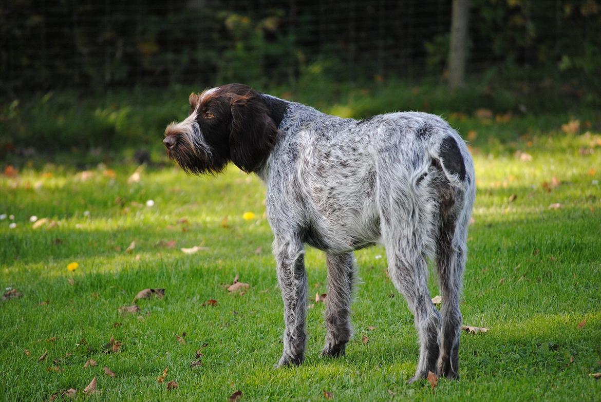 Ruhåret hønsehund Gina - Sept.2011 billede 15