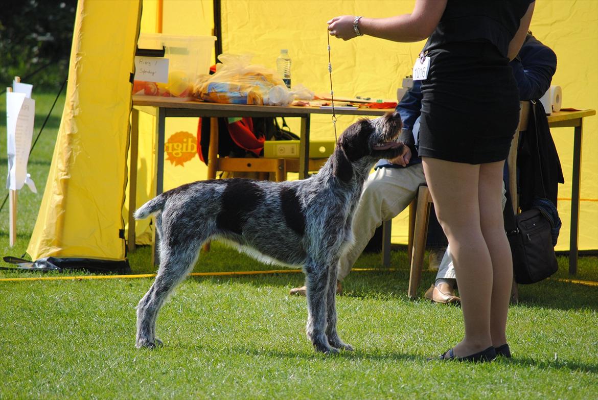 Ruhåret hønsehund Mika (Lillefisen) - National udstilling i Varde 2011 billede 4