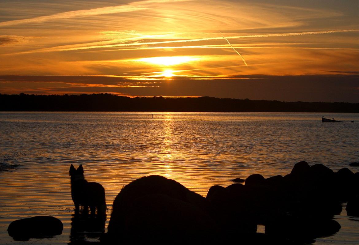 Border collie Daisy - 13 år billede 9