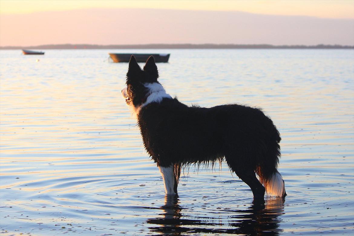 Border collie Daisy - 13 år billede 8