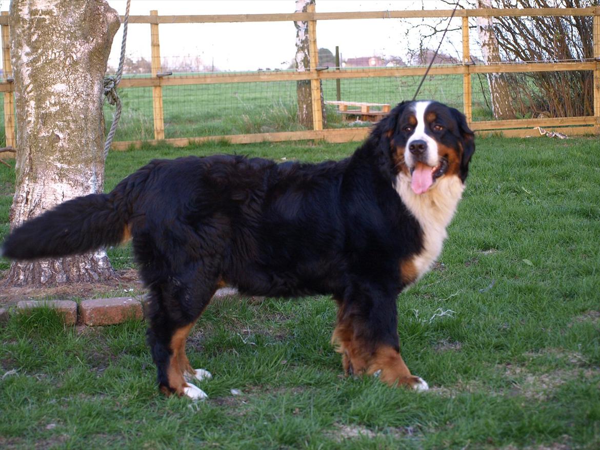 Berner sennenhund Akita - En ret stor pige på 67 kg. Hun bliver også kaldt Mammut. billede 2