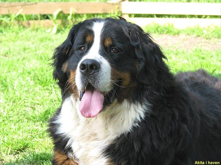 Berner sennenhund Akita - Akita har et dejligt stort hoved som hun elsker at lægge kærligt i skødet på én, for at blive kælet lidt for. Hun har de kærligste øjne, hvorfra godheden stråler ud når man sidder og nusser hende. billede 1