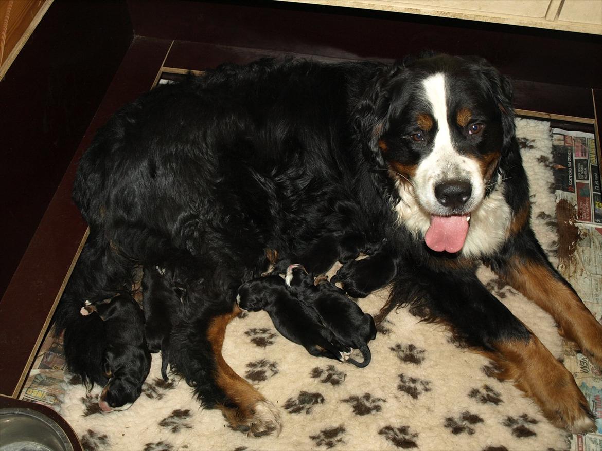Berner sennenhund Akita - Akita med sit første kuld hvalpe i år 2010. Em meget stolt mor til seks dejlige hvalpe. billede 3