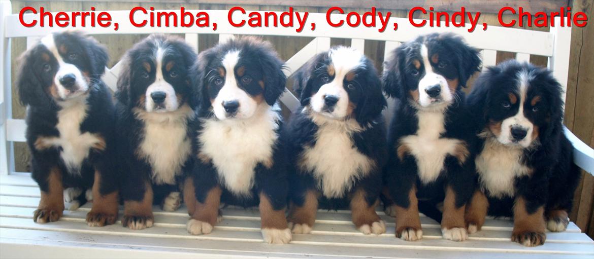 Berner sennenhund Akita - Alle Akitas hvalpe, klar til afrejse 8 uger gamle. Akita var hverken træt af sine hvalpe eller bare det som lignede. Hun elskede bare alle sine hvalpe og nød hver dag med dem. Hun er en rigtig god mor overfor sine hvalpe. billede 4