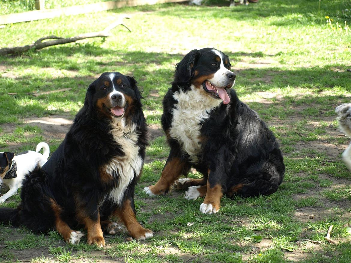 Berner sennenhund Akita - Akita (til højre) sammen med sin lille mor, Nanna (til venstre) Akita er en hel del større end sin mor, og de er meget glade for hinanden. billede 5