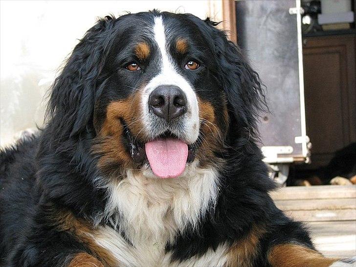 Berner sennenhund Athena - En dejlig varm pige som altid er glad. billede 1