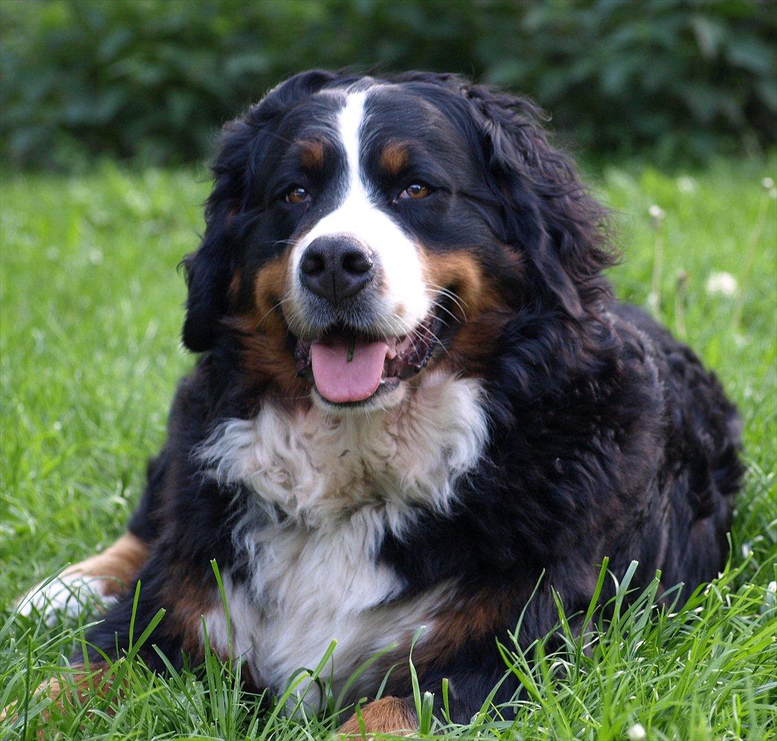 Berner sennenhund Athena - Her har Athena lige været i vandet på stranden og har bare ligget i solen og få tørret pelsen, så pelsen laver nogle dejlige krøller på hende. billede 2