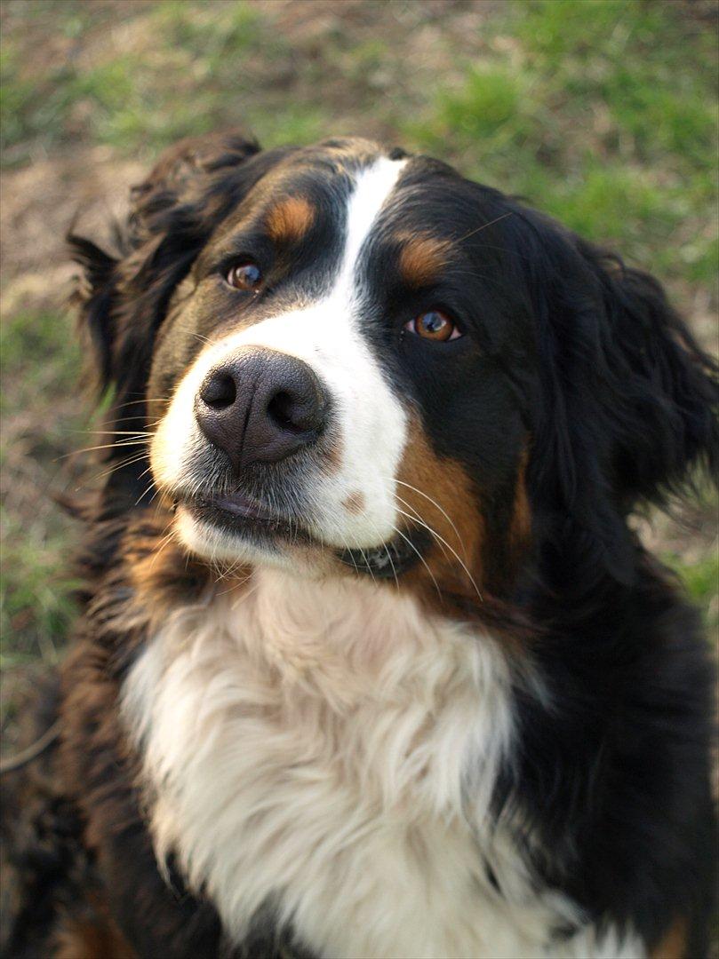 Berner sennenhund Athena - Skal vi lege? billede 3
