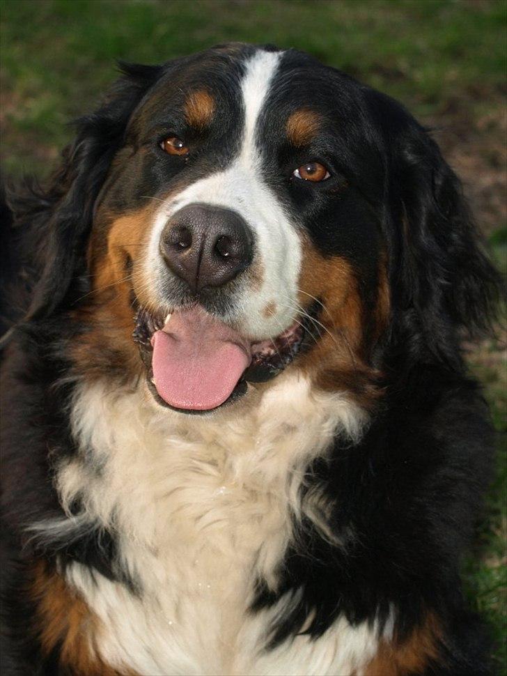 Berner sennenhund Athena - Jeg kan bare sidde og kigge ind i hendes smukke øjne i timevis. Jeg kan altid mærke hendes varme glade hjerte gennem hendes øjne. billede 4