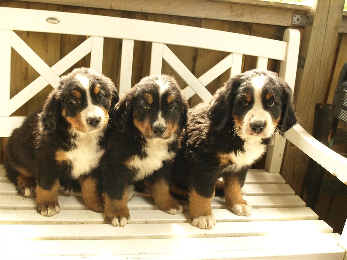 Berner sennenhund Athena - Bjørnebanden,- Athena´s første kuld hvalpe 2011. Hvalpen til højre er Disney, som jeg har beholdt. Athena er utrolig glad for Disney. billede 5