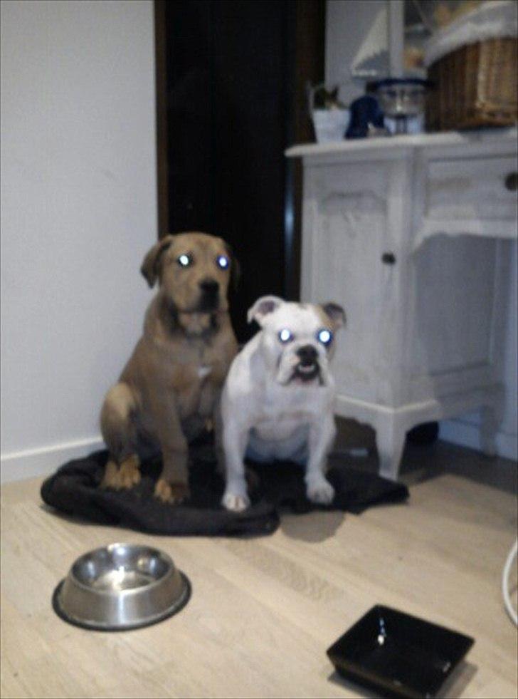 Blanding af racer Chuck billede 15