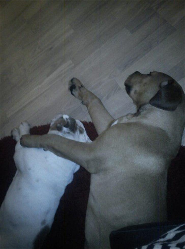 Blanding af racer Chuck - Passer på min pige :) billede 6