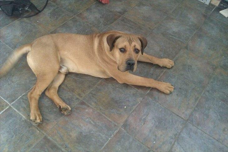 Blanding af racer Chuck billede 3