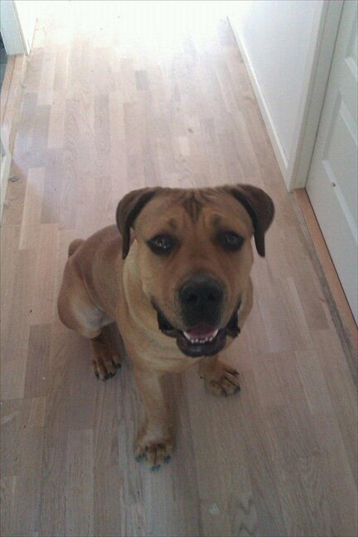 Blanding af racer Chuck billede 2