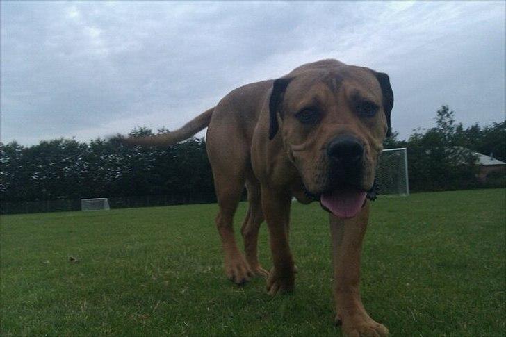 Blanding af racer Chuck billede 1