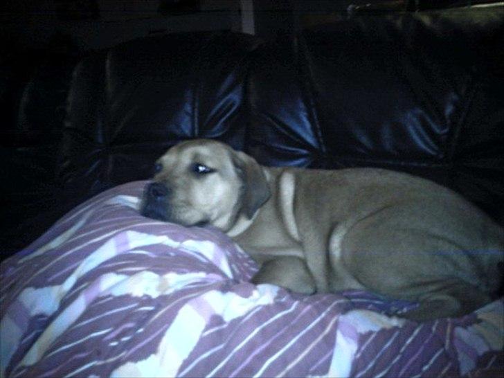 Blanding af racer Chuck billede 16