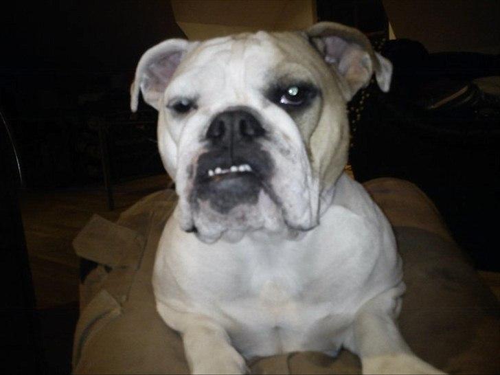 Blanding af racer Luna billede 3