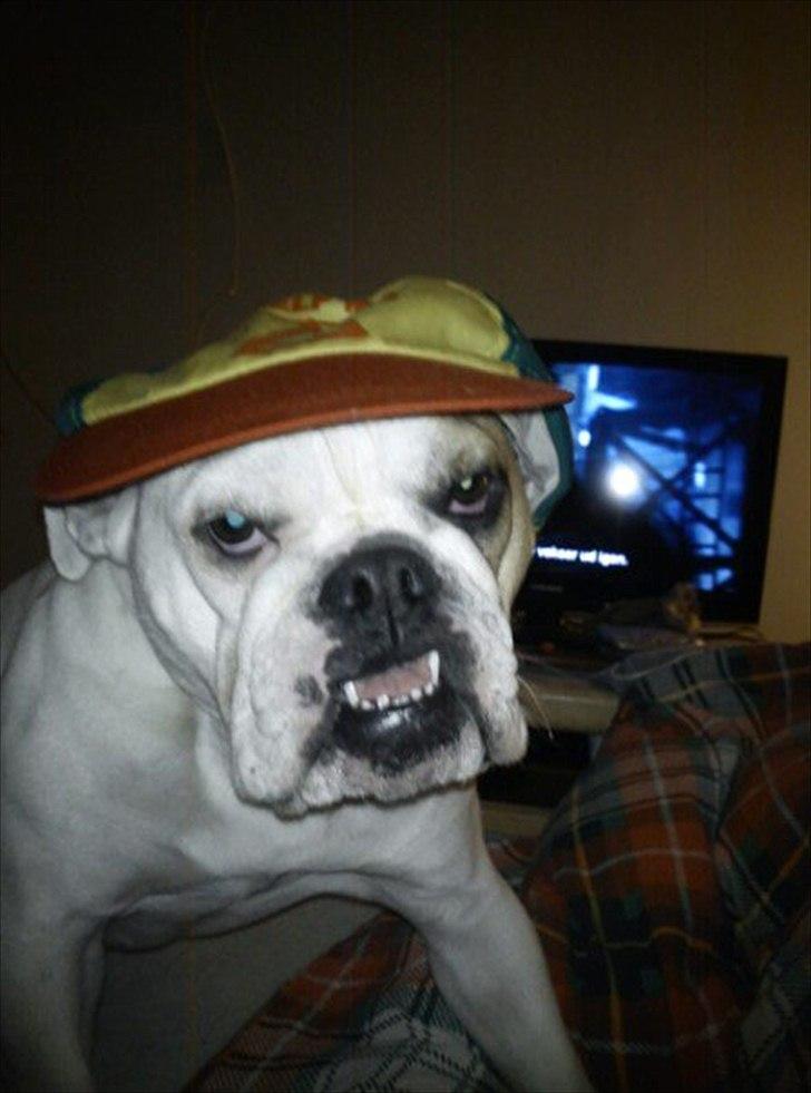 Blanding af racer Luna - Så er jeg klar til skole :) billede 1