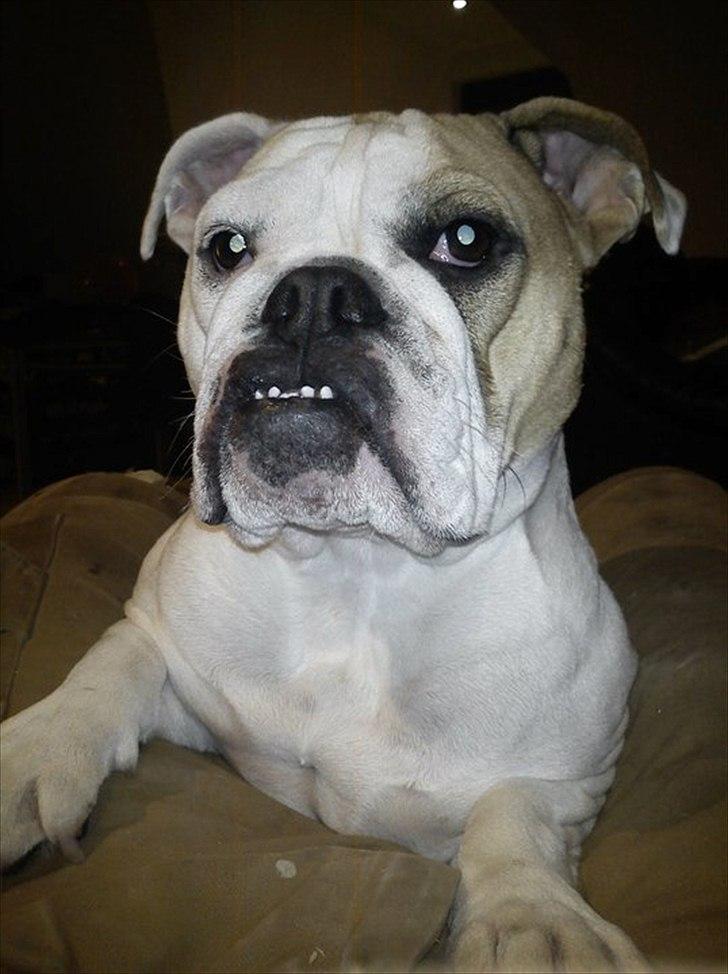 Blanding af racer Luna billede 4